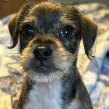Sparky -  Miniature Schnauzer and Miniature Poodle Dog for Adoption in Lakeville, Minnesota - Sparky | PetCurious