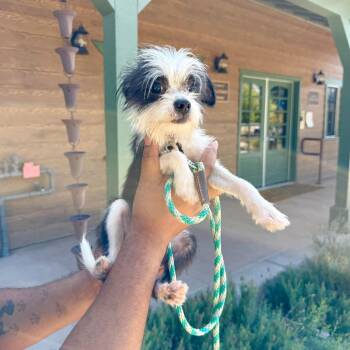 Oreo -  Terrier Dog for Adoption in Agoura Hills, California - Oreo | PetCurious