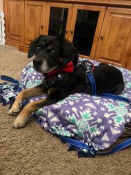 Rescue English Springer Spaniel and Bernese Mountain Dog Dogs for Adoption in Scottsdale, Arizona - Max | PetCurious