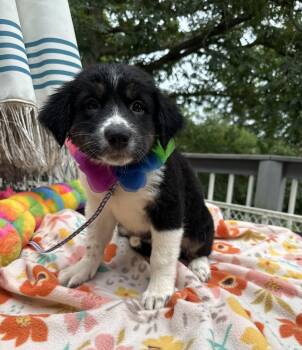 Karley -  Border Collie and Australian Shepherd Dog for Adoption - Karley | PetCurious