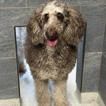 Standard Poodle Dogs Available for Adoption in Cooperstown, New York - Sadie Beth | PetCurious