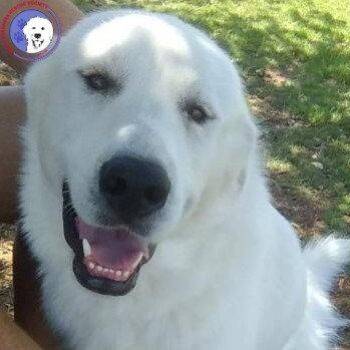 Star -  Great Pyrenees Dog for Adoption in Spring, Texas - Star | PetCurious