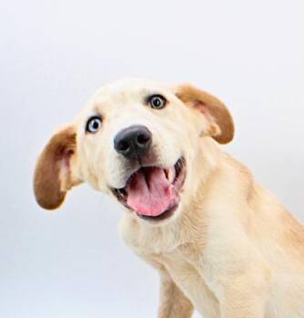 Siberian Husky and Mixed Breed Dogs Available for Adoption in Morton Grove, Illinois - Raphael | PetCurious