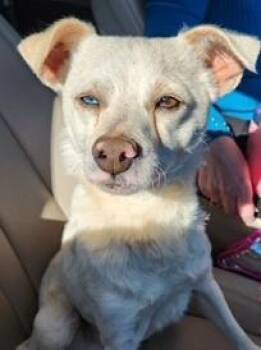 Chihuahua Dogs Available for Adoption - BLU | PetCurious