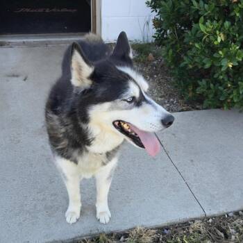 Bandit -  Husky Dog for Adoption in Aurora, Missouri - Bandit | PetCurious