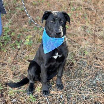 Labrador Retriever and Mixed Breed Dogs Available for Adoption - Ace | PetCurious