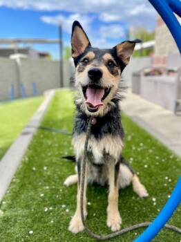 Airedale Terrier Dogs Available for Adoption in Salt Lake City, Utah - *Abe* | PetCurious