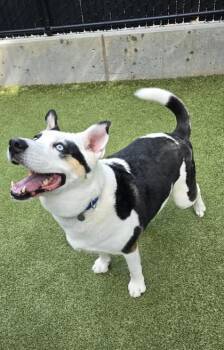 Orville -  Mixed Breed Dog for Adoption in Bellevue, Washington - Orville | PetCurious