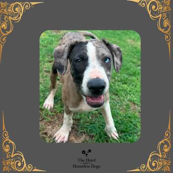 Caspian -  Catahoula Leopard Dog and Mixed Breed Dog for Adoption in Cumberland, Rhode Island - Caspian | PetCurious