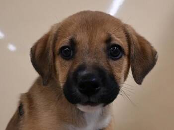 Thimble -  Labrador Retriever and Mixed Breed Dog for Adoption in Portland, Oregon - Thimble | PetCurious