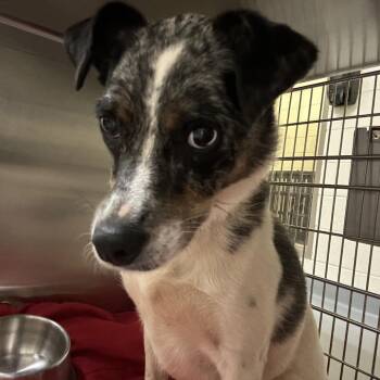 Lola -  Mixed Breed Dog for Adoption in Asheville, North Carolina - Lola | PetCurious