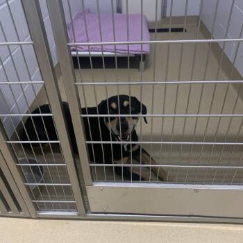 Bingo -  Terrier and Mixed Breed Dog for Adoption in West Palm Beach, Florida - Bingo | PetCurious
