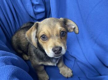 Beethoven -  Shih Tzu and Pug Dog for Adoption in Decorah, Iowa - Beethoven | PetCurious