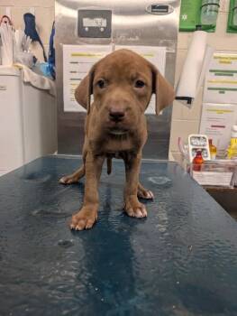 Blanche -  Labrador Retriever Dog for Adoption in Mobile, Alabama - Blanche | PetCurious
