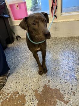 Rescue Mixed Breed Dogs for Adoption in Mobile, Alabama - Primrose | PetCurious