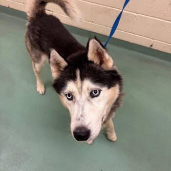 Amartie -  Mixed Breed Dog for Adoption in Memphis, Tennessee - Amartie | PetCurious