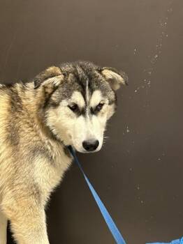 Camaro -  Siberian Husky Dog for Adoption in Vancouver, Washington - Camaro | PetCurious