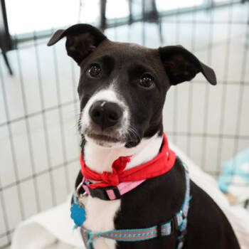 Rescue Retriever and Hound Dogs for Adoption in Atlanta, Georgia - Moon Cookie | PetCurious