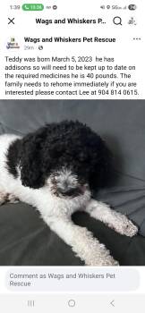 Rescue Poodle Dogs for Adoption in St. Augustine, Florida - Teddy | PetCurious