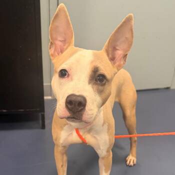 Twitch -  Mixed Breed Dog for Adoption in Greensboro, North Carolina - Twitch | PetCurious