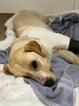 Labrador Retriever and Mixed Breed Dogs Available for Adoption - SEVEN OF NINE | PetCurious