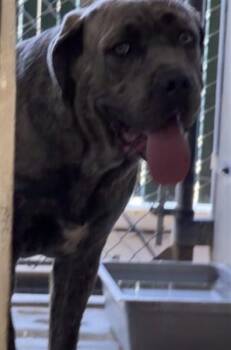 PERRY -  Cane Corso Dog for Adoption in San Bernardino, California - PERRY | PetCurious