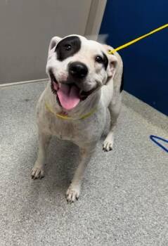 A187069 -  Pit Bull Terrier and Mixed Breed Dog for Adoption in Pasadena, Texas - A187069 | PetCurious