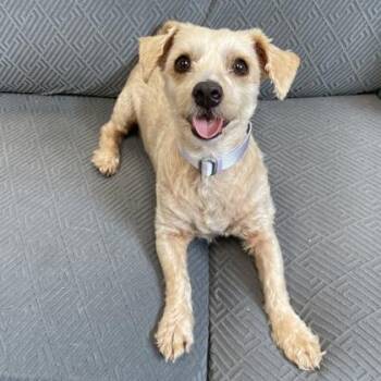 Maltese and Mixed Breed Dogs Available for Adoption in Wheaton, Illinois - Susette | PetCurious