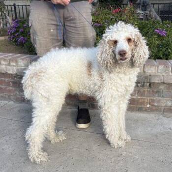 Standard Poodle Dogs Available for Adoption in Lathrop, California - Finch | PetCurious