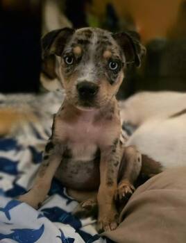 Darlene -  Catahoula Leopard Dog Dog for Adoption in Silsbee, Texas - Darlene | PetCurious
