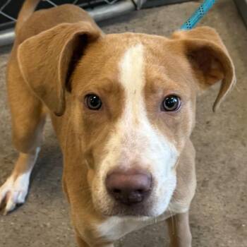 111369 -  Mixed Breed Dog for Adoption in Las Cruces, New Mexico - 111369 | PetCurious