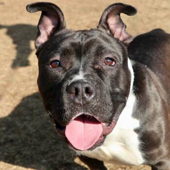 Mixed Breed Dogs Available for Adoption - Pumbaa | PetCurious