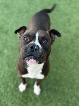 Pit Bull Terrier Dogs Available for Adoption in Eagle, Idaho - Zimba --Courtesy Post. Out Of Town Pet. See Below For Details-- | PetCurious