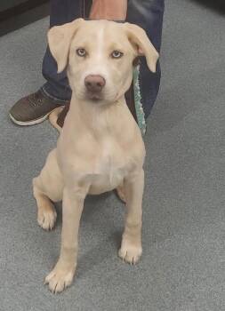 Rosie -  Labrador Retriever and Husky Dog Available for Adoption in Sapulpa, Oklahoma - Rosie | PetCurious