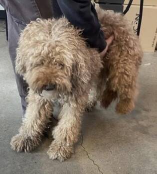 Poodle and Mixed Breed Dogs Available for Adoption in West Chester, Pennsylvania - Toast | PetCurious