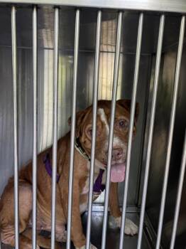 OSAMA -  Pit Bull Terrier Dog for Adoption in Dallas, Texas - OSAMA | PetCurious