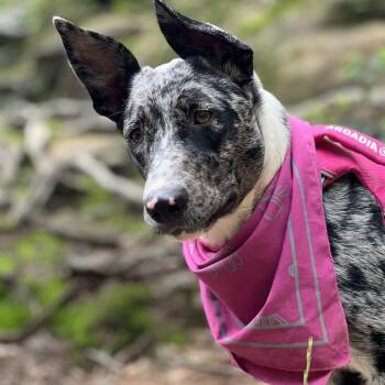 Maeve -  Catahoula Leopard Dog and Mixed Breed Dog for Adoption in Mckean, Pennsylvania - Maeve | PetCurious