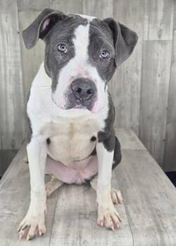 Ritzi -  Terrier and Mixed Breed Dog for Adoption in Shreveport, Louisiana - Ritzi | PetCurious