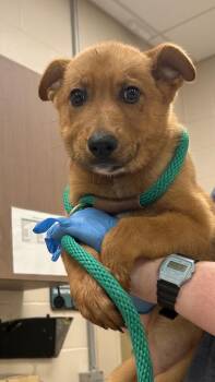 Ivy -  German Shepherd Dog and Labrador Retriever Dog for Adoption in Fishers, Indiana - Ivy | PetCurious