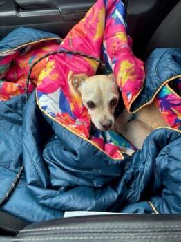 Jax -  Chihuahua Dog for Adoption in Winter Park, Colorado - Jax | PetCurious