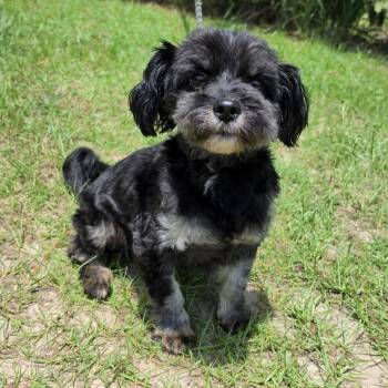 Diesel -  Shih Tzu and Poodle Dog for Adoption in Foley, Alabama - Diesel | PetCurious