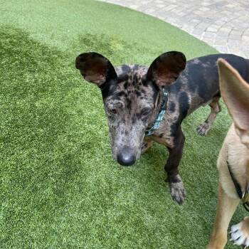 Blue -  Dachshund and Australian Cattle Dog Blue Heeler Dog for Adoption in Spring, Texas - Blue | PetCurious