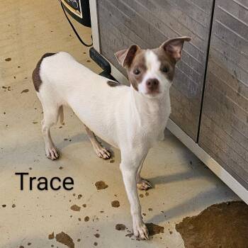 Rescue Chihuahua Dogs for Adoption in Midland, Texas - Trace | PetCurious