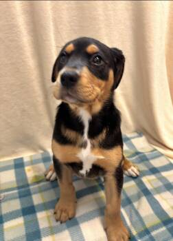 Rottweiler Dogs Available for Adoption in Sterling, Massachusetts - Gracy 2 Months AVA 5/13 | PetCurious