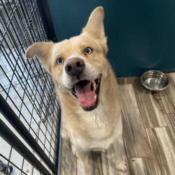 Husky Dogs Available for Adoption in West Des Moines, Iowa - Kaneki | PetCurious