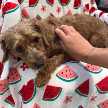 Rusty -  Yorkshire Terrier Dog for Adoption in Kittanning, Pennsylvania - Rusty | PetCurious