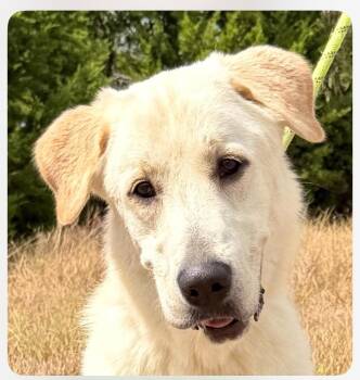 Joy -  Great Pyrenees Dog for Adoption in Columbia, Maryland - Joy | PetCurious