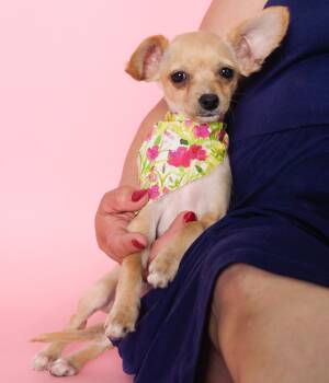 Chihuahua and Poodle Dogs Available for Adoption - Flower | PetCurious