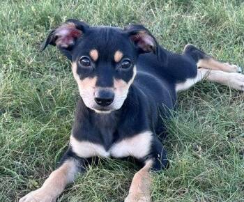 **ZOEY** -  Terrier and Miniature Pinscher Dog for Adoption in North Prairie, Wisconsin - **ZOEY** | PetCurious