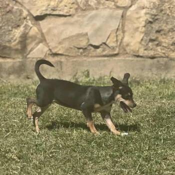 Rescue Terrier Dogs for Adoption in Plainfield, Connecticut - Misty | PetCurious